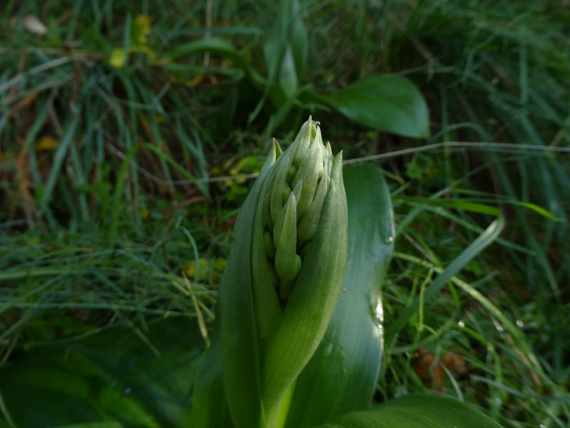 Barlia robertiana - Lago di Garda (VR)